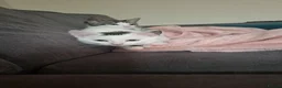 Mixed Breed cats for sale: 4/5 month old kitten in Swindon - Advert 1