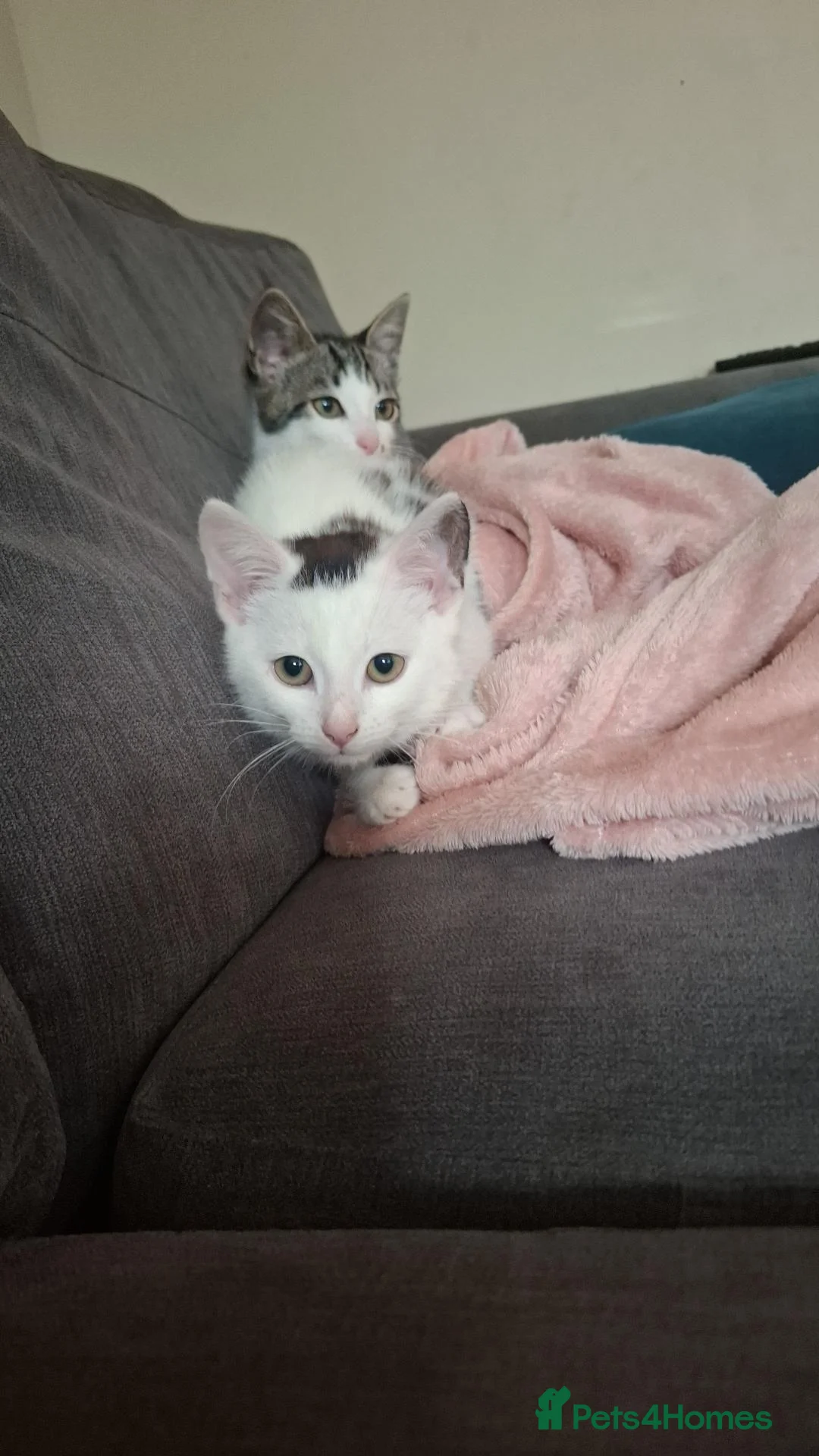 Mixed Breed cats for sale: 4/5 month old kitten in Swindon - Advert 1