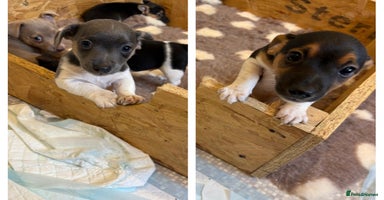 Jack Russell dogs - Advert 12