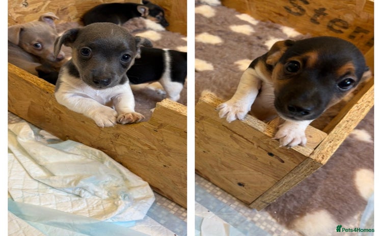 Jack Russell dogs - Advert 10