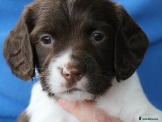 English Springer Spaniel dogs - Advert 2