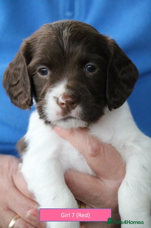 English Springer Spaniel dogs - Advert 4