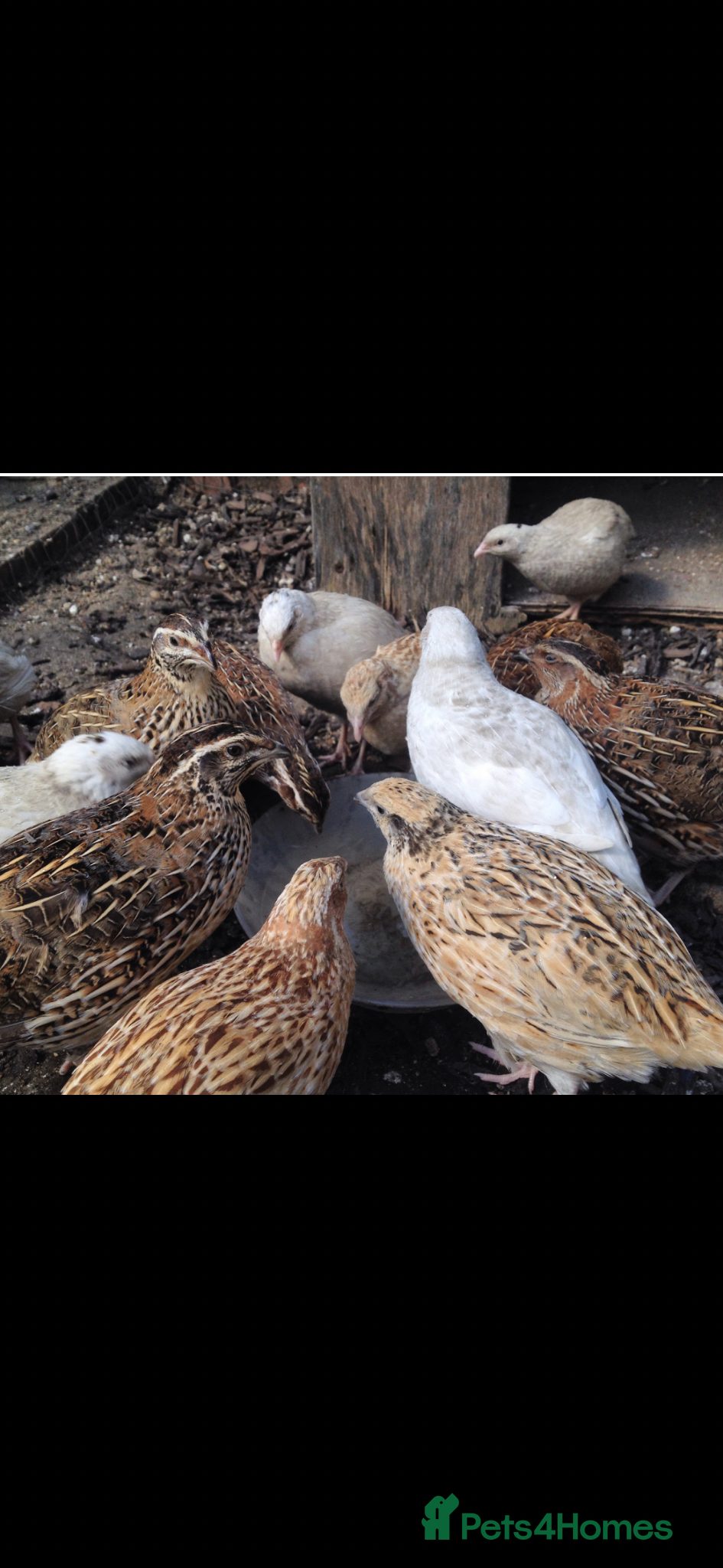 Quail poultry Day old and laying Quails for sale - Advert 4