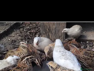 Quail poultry Day old and laying Quails for sale - Advert 2