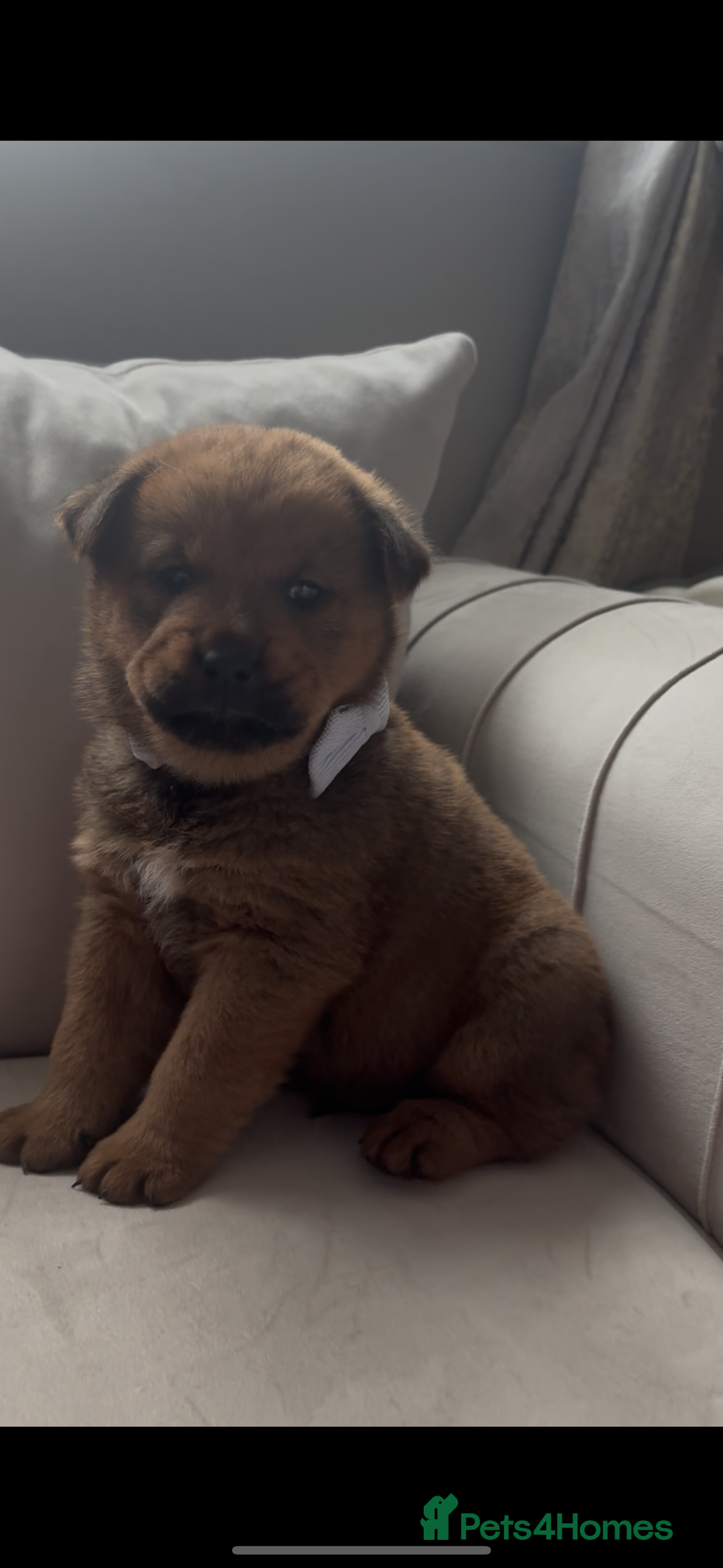 Mixed Breed dogs for sale: Rottweiler x chow chow puppies  - Advert 6