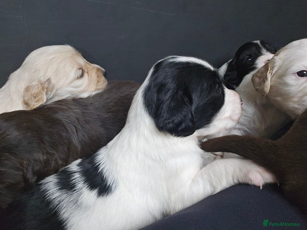 Mixed Breed dogs for sale: Spangold puppies  - Advert 8