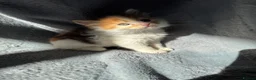 Munchkin cats for sale: Long leg munchkin kittens in Tonbridge - Advert 6