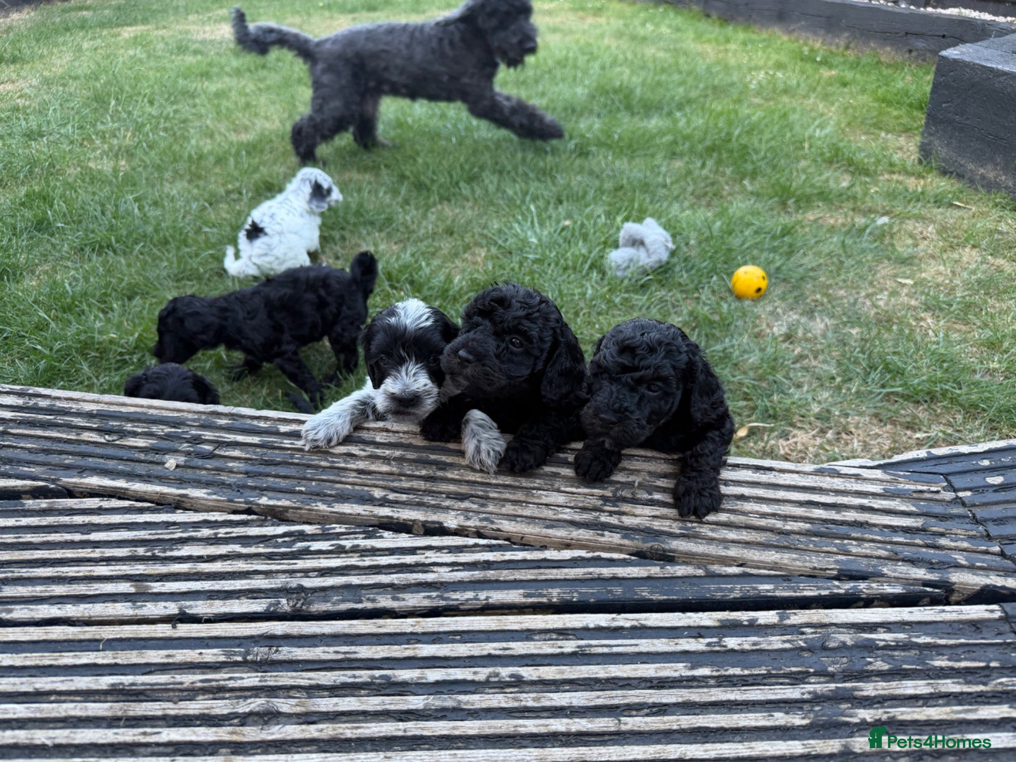 Mixed Breed dogs for sale: Jackapoo Puppies - Advert 26
