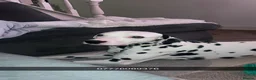 Dalmatian dogs for stud: Beautiful Male Dalmatian  - Advert 5