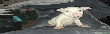 English Bull Terrier Puppy 1