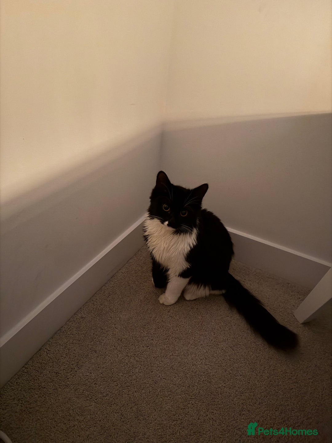 British Shorthair cats for sale: kitten for sale  - Advert 7