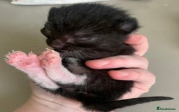 Mixed Breed cats for sale: Lovely fluffy playful kittens  - Advert 10