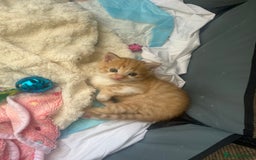 Domestic Shorthair cats for sale: Ginger kittens for sale - Image 4