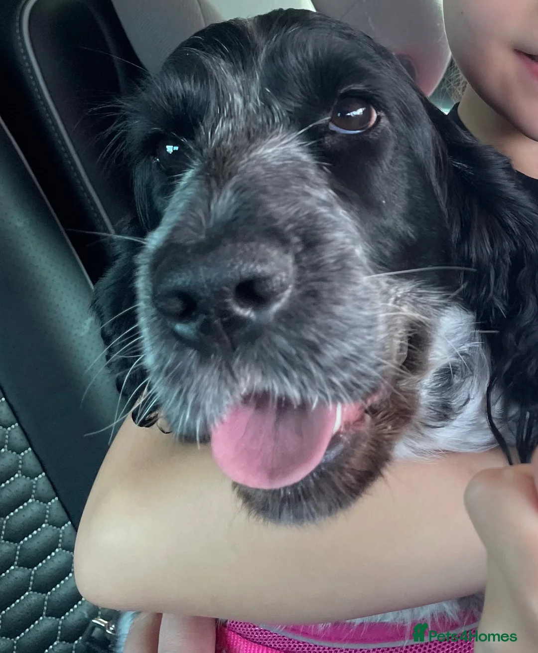 Cocker Spaniel dogs for sale: Blue Roan cocker spaniel - Advert 2