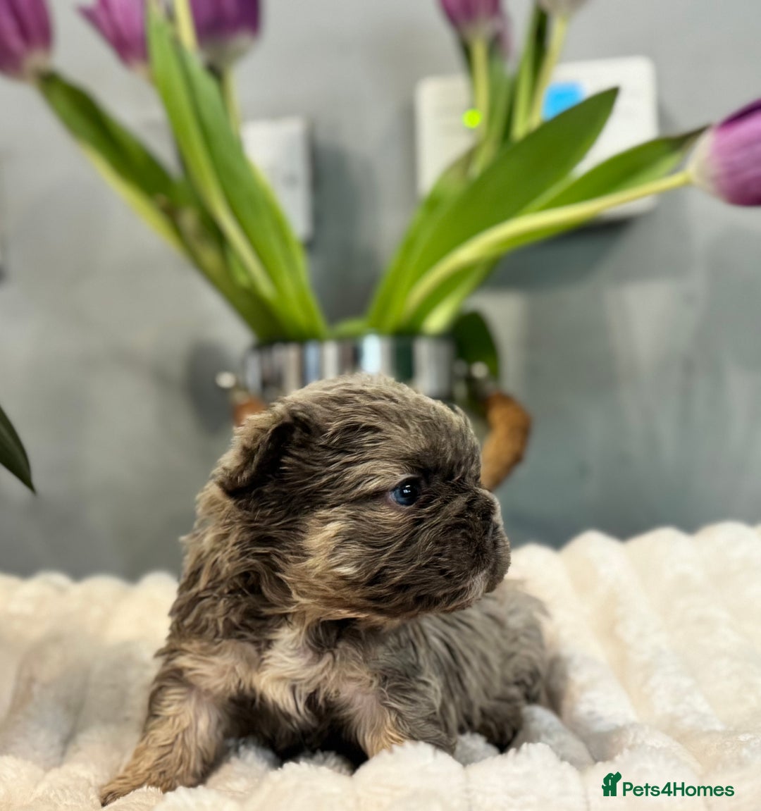 French Bulldog dogs for sale: *Unique fluffy French Bulldogs* - Advert 5