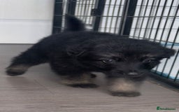German Shepherd dogs for sale: Beautiful German sheppard puppies  - Image 4