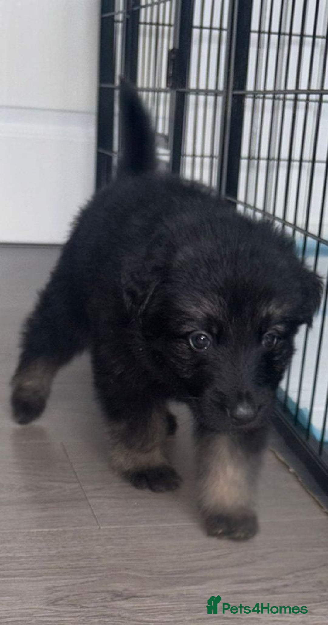 German Shepherd dogs for sale: Beautiful German sheppard puppies  - Image 4
