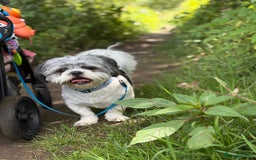 Shih Tzu dogs for sale: Teddy the shihtzu looking for good home  - Image 17