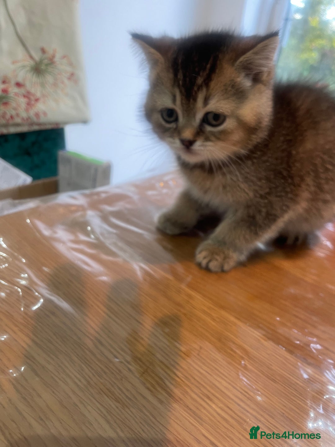 British Shorthair cats for sale: Fabulous, playful and healthy BSH kittens, rare - Image 19