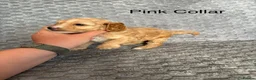 Cockapoo dogs for sale: Beautiful F2 Cockapoos  - Advert 13