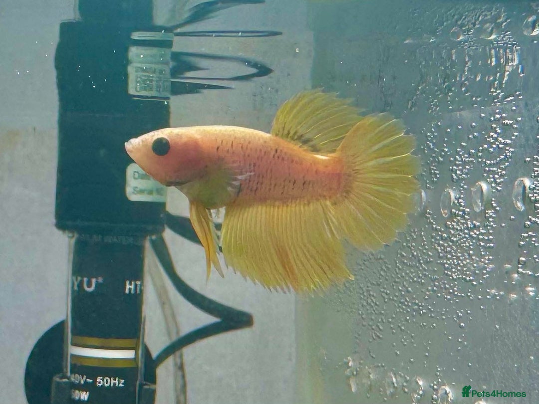 Bettas fish for sale: Male and female bettas for sale - Advert 2