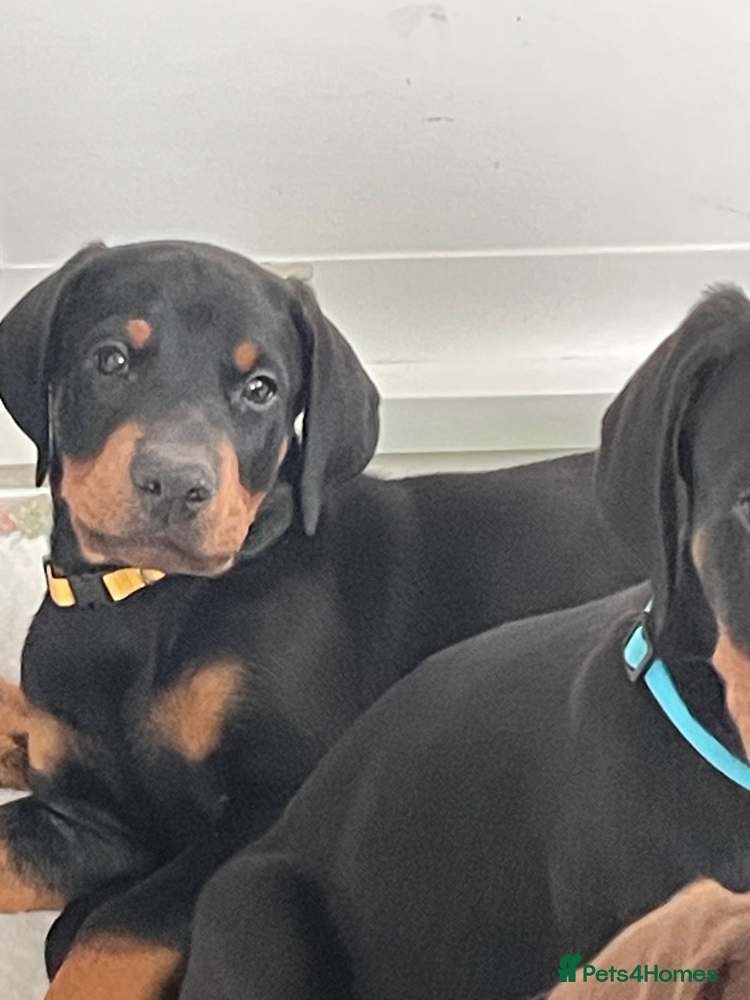 Dobermann dogs for sale: KC REG Fully health tested parents - Image 14