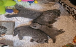 British Shorthair cats for sale: Pure british  shorthair  kittens  - Image 9