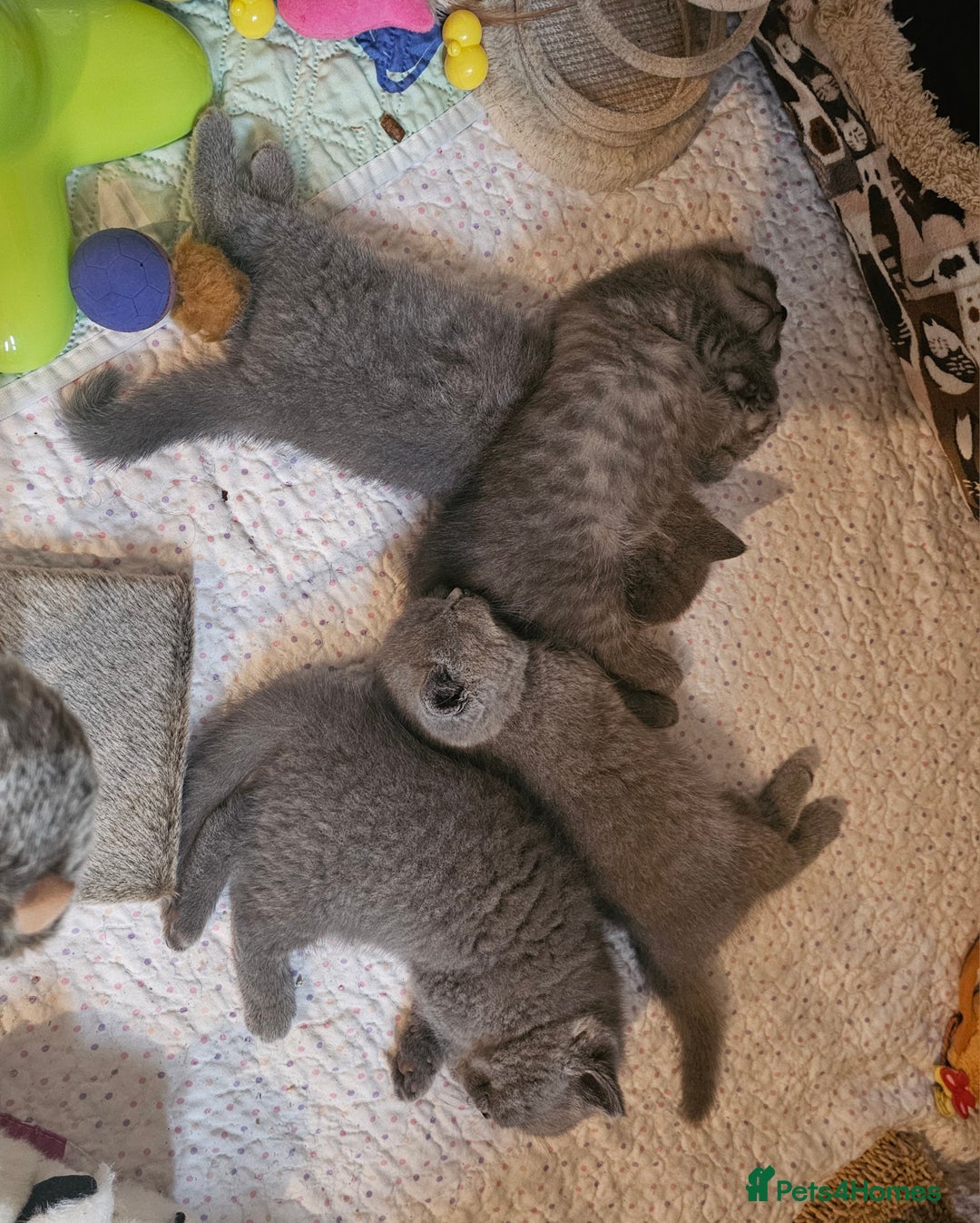 British Shorthair cats for sale: Pure british  shorthair  kittens  - Image 9