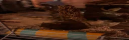 Hamster rodents for sale: Hamster and all belongings  - Advert 6