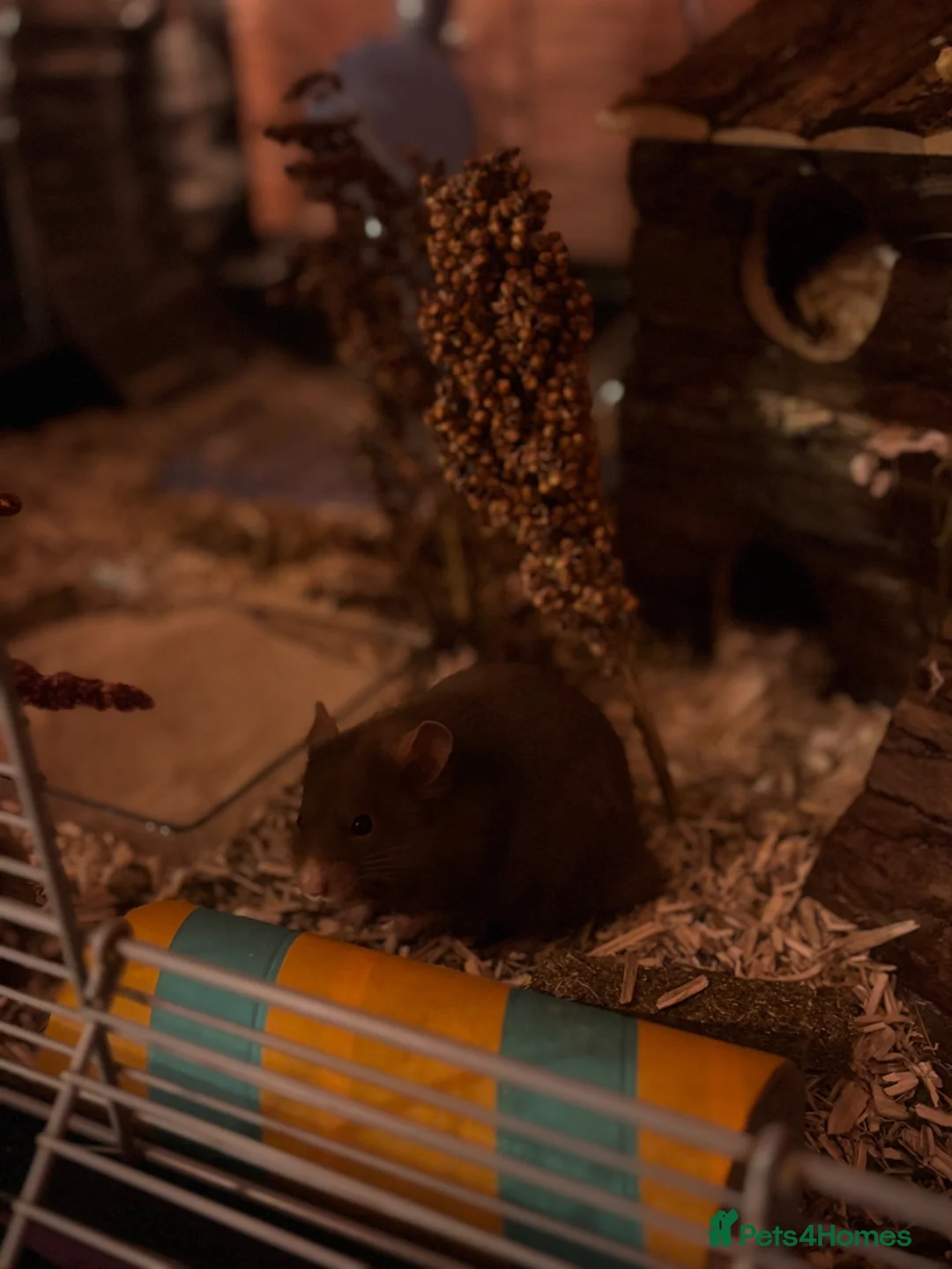 Hamster rodents for sale: Hamster and all belongings  - Advert 6