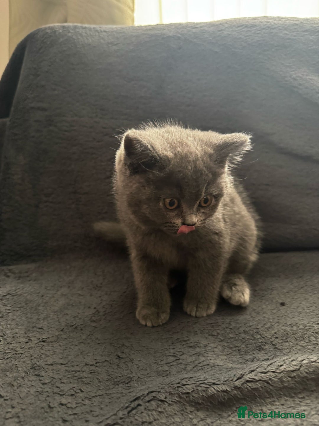 British Shorthair cats for sale: Beautiful Blue Bsh Kittens x3  in Wolverhampton - Image 15