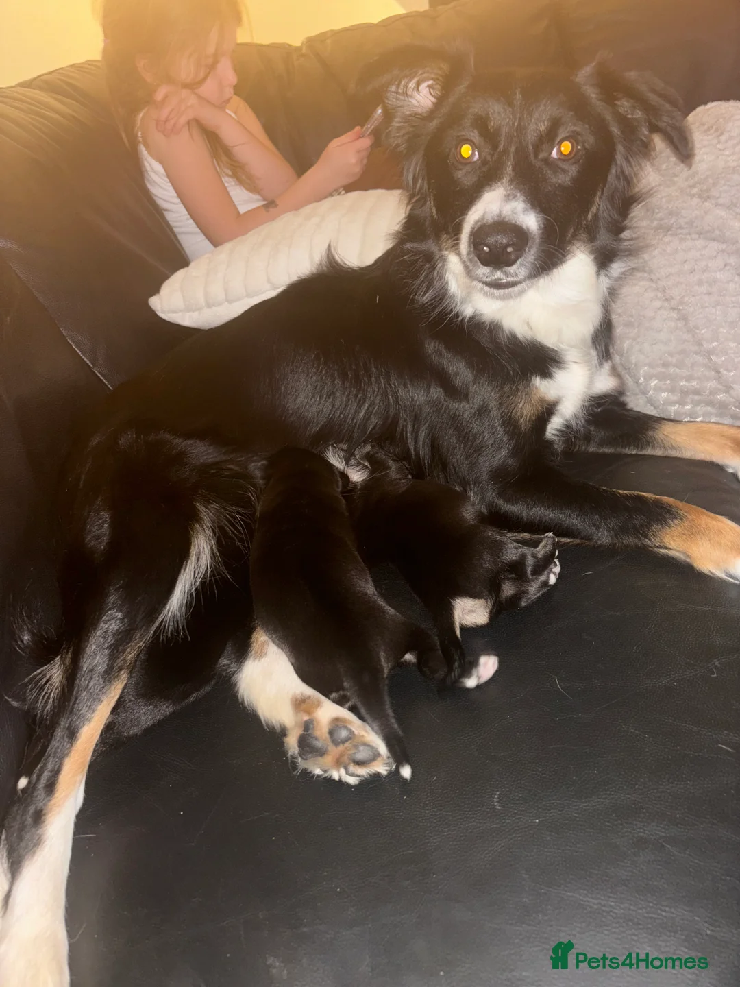 Mixed Breed dogs for sale: Collie x New Zealand hunt away  - Advert 2