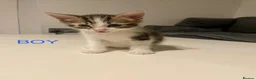 Mixed Breed cats for sale: One Gorgeous kitten  in Birmingham - Advert 3