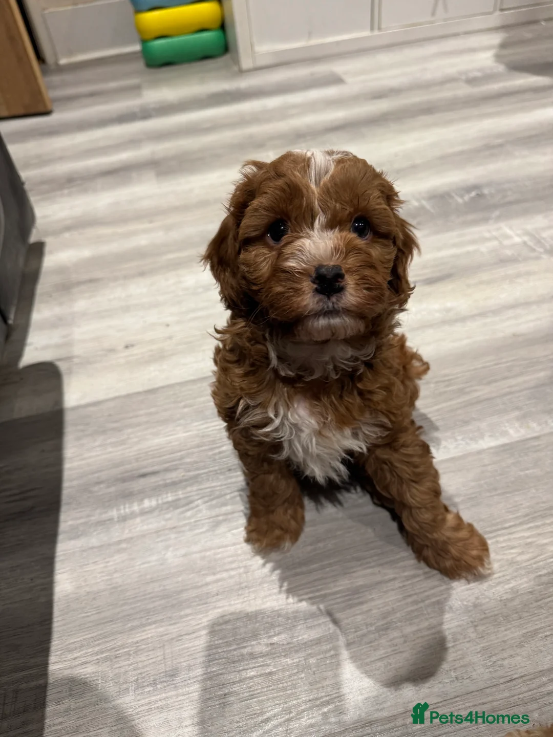 Cavapoo dogs for sale: Beautiful F1b Cavapoo Puppies – Ready Mid February - Advert 5