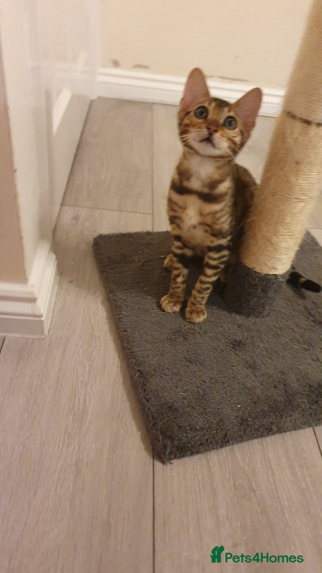 Bengal cats for sale: Beautiful Bengal - Advert 4