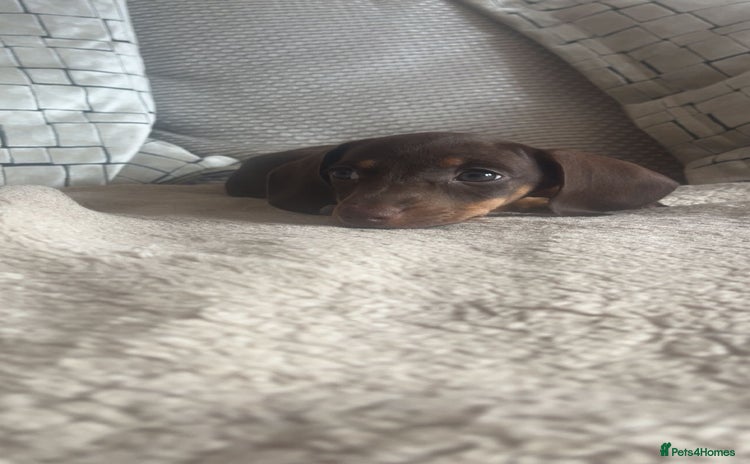 Miniature Dachshund dogs - Advert 8