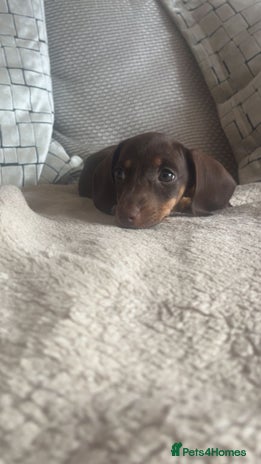 Miniature Dachshund dogs - Advert 3