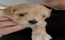 Maltipoo dogs for sale: Beautiful Male Maltipoo F1 Pups - Image 18
