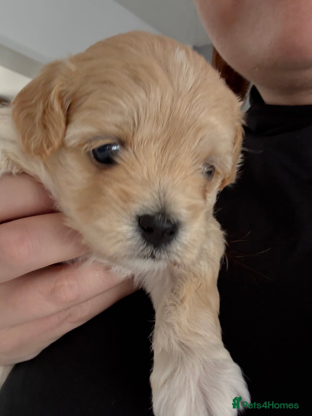 Maltipoo dogs for sale: Beautiful Male Maltipoo F1 Pups - Image 18