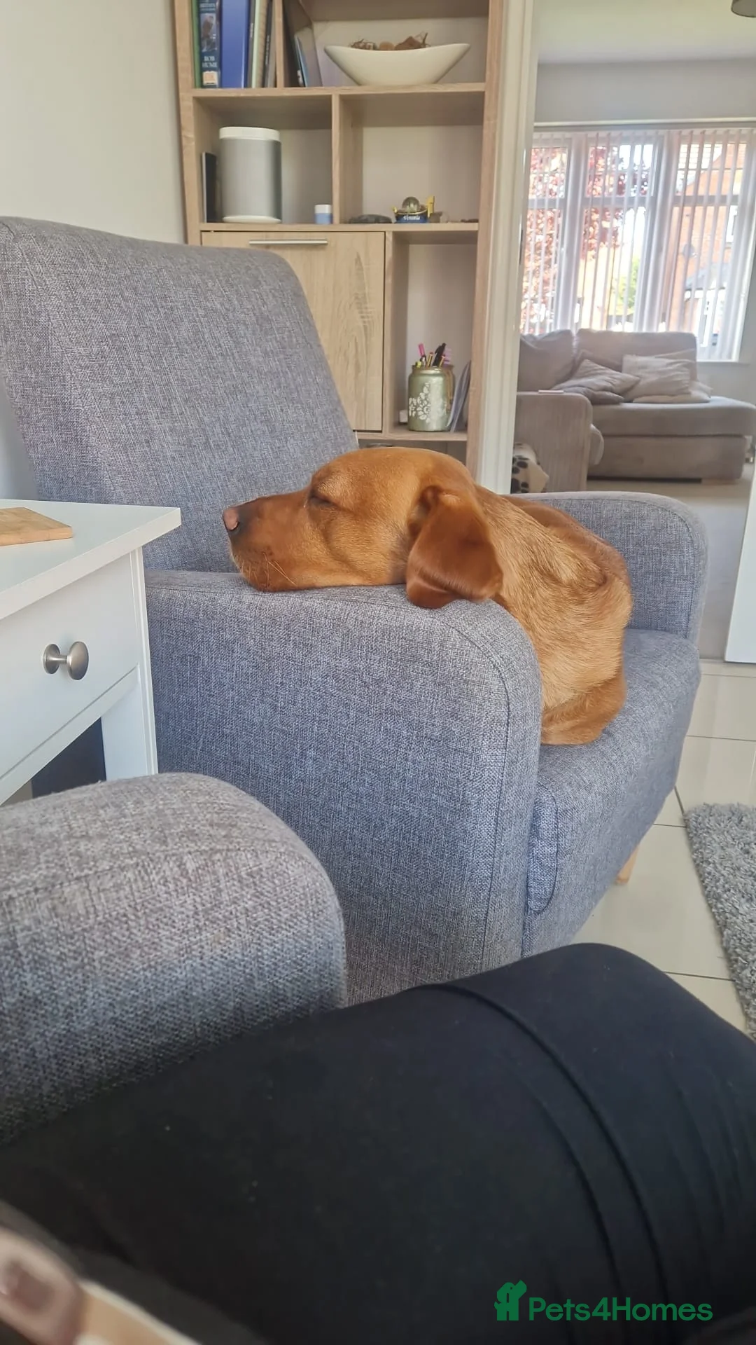 Labrador Retriever dogs for sale: Red Fox Labrador 5 years old - Advert 4
