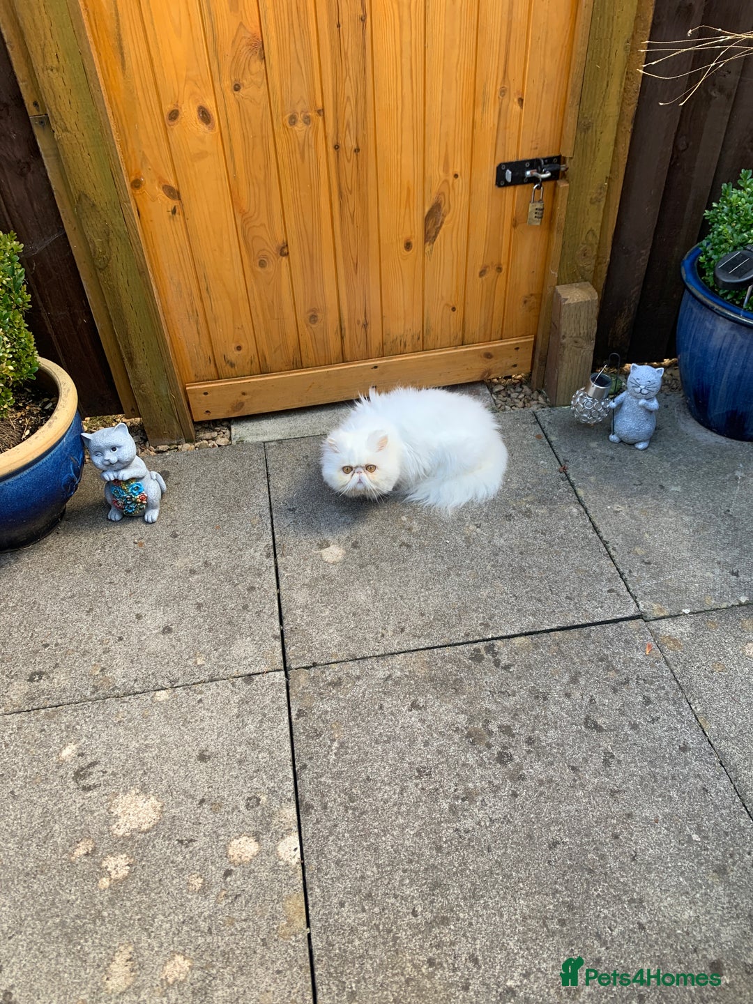 Persian cats for sale: Beautiful Persian white  - Image 2