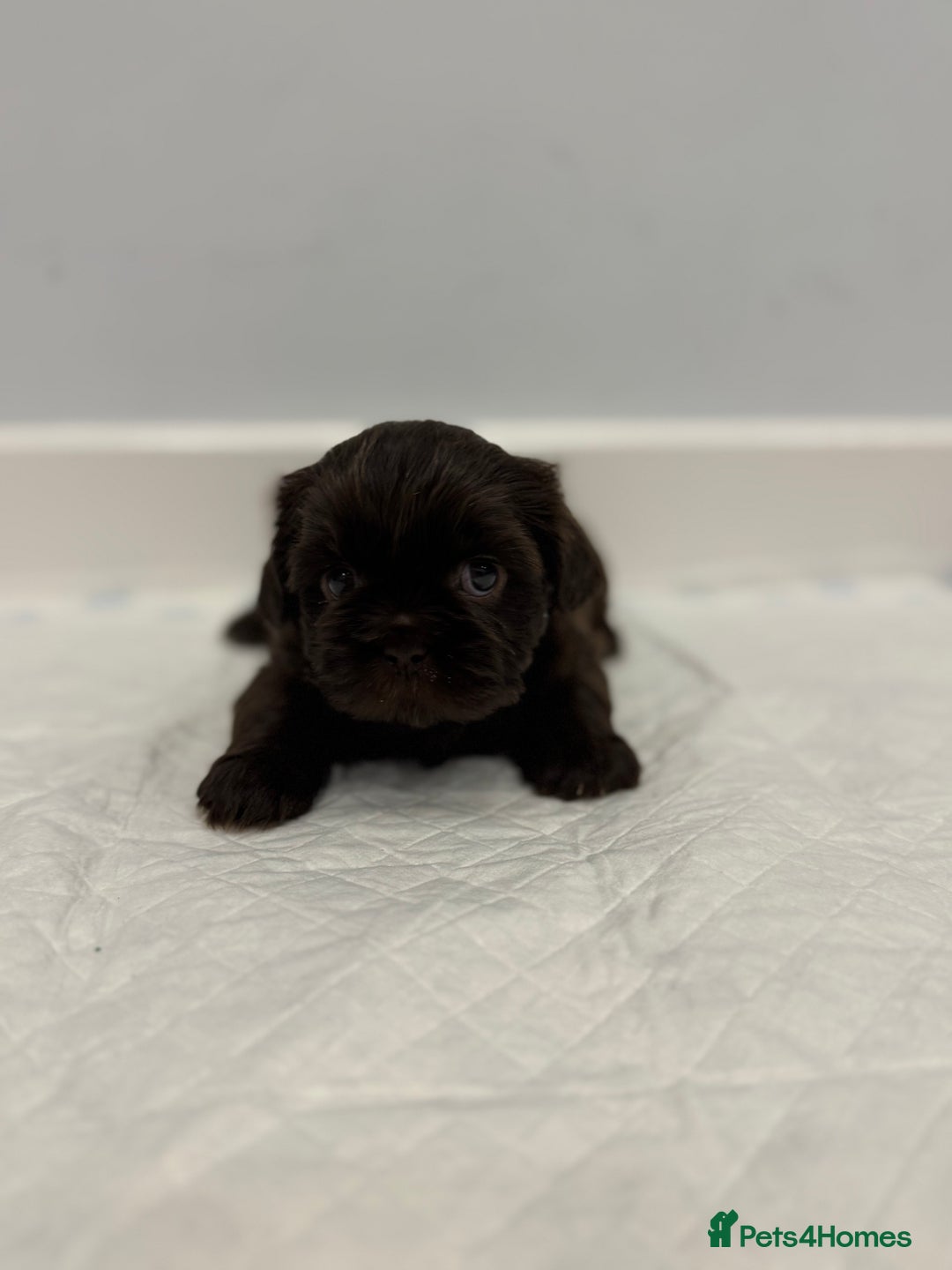 Shih Tzu dogs for sale: ✨ Exceptional Shih Tzu Puppies – Available✨ - Advert 14
