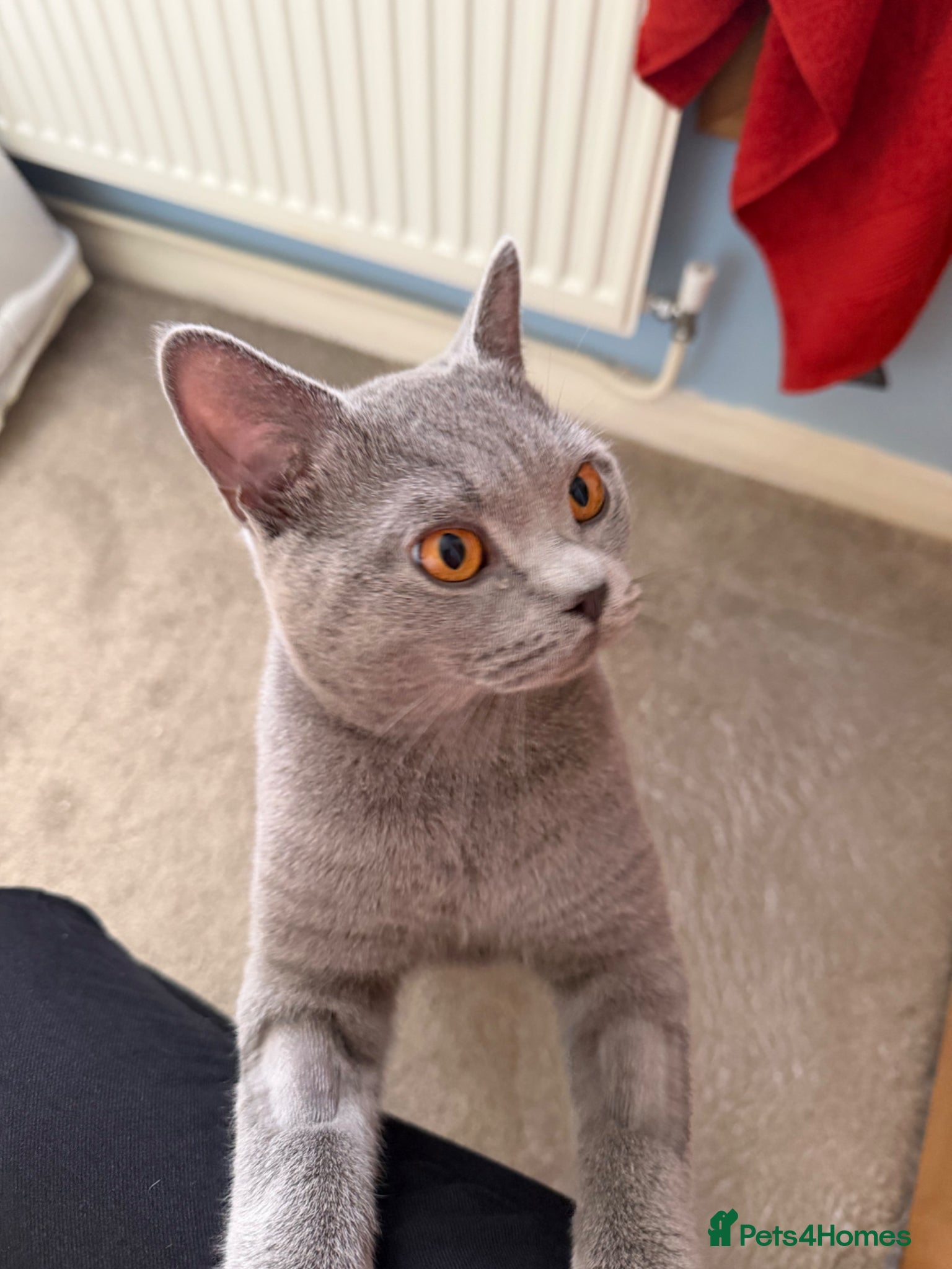British Shorthair cats British blue male  - Advert 10