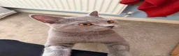 British Shorthair cats for sale: British blue male  - Advert 1