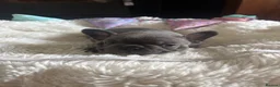 French Bulldog dogs for sale: Beautiful French bulldog pups - Advert 10