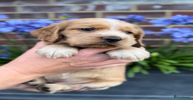 Cocker Spaniel dogs - Advert 7