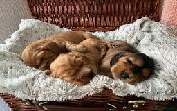 Cocker Spaniel dogs for sale: Champion bloodline KC Show Cocker Spaniel Puppies - Image 4