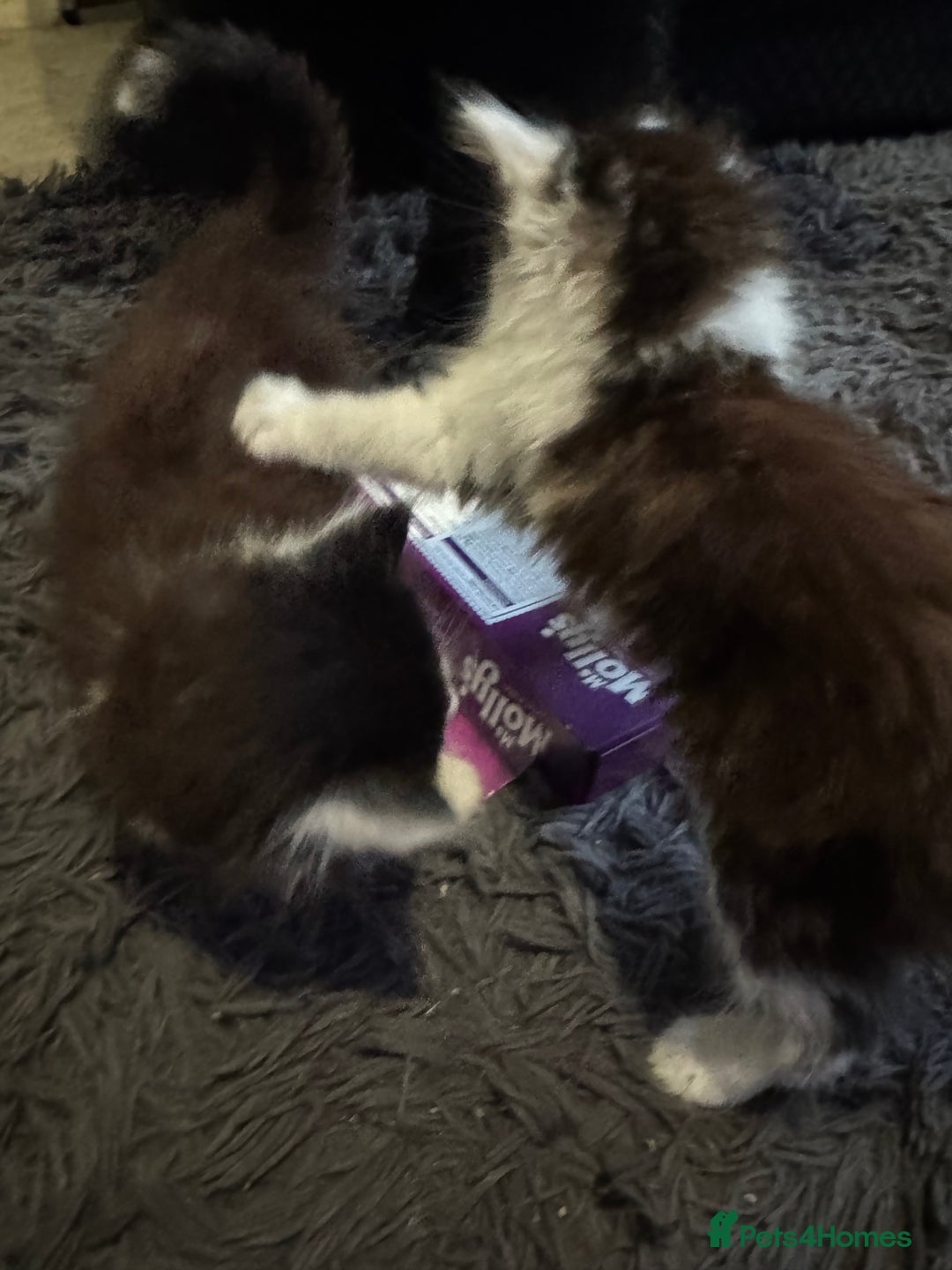 Mixed Breed cats for sale: Part Maine coon kittens - Advert 5