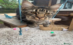 Maine Coon cats for sale: Beautiful Maine coon kittens - Image 7
