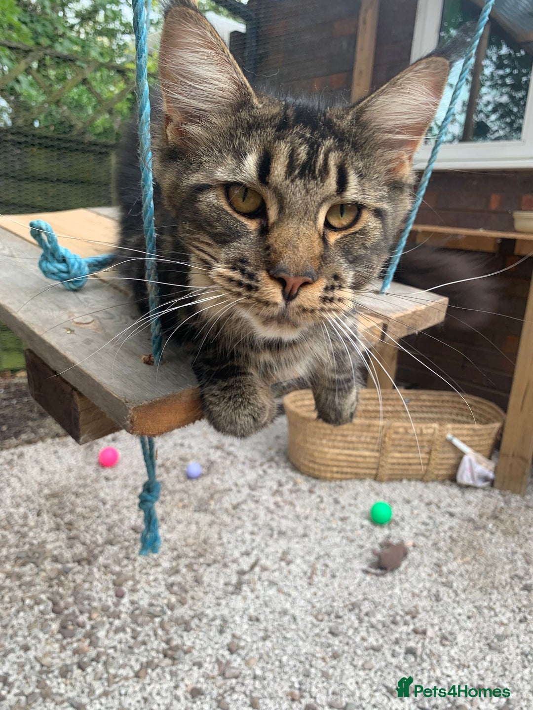 Maine Coon cats for sale: Beautiful Maine coon kittens - Image 7